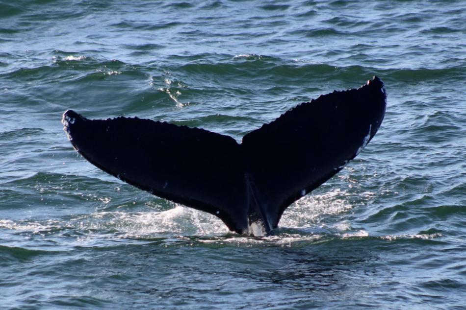humpback whale fluke