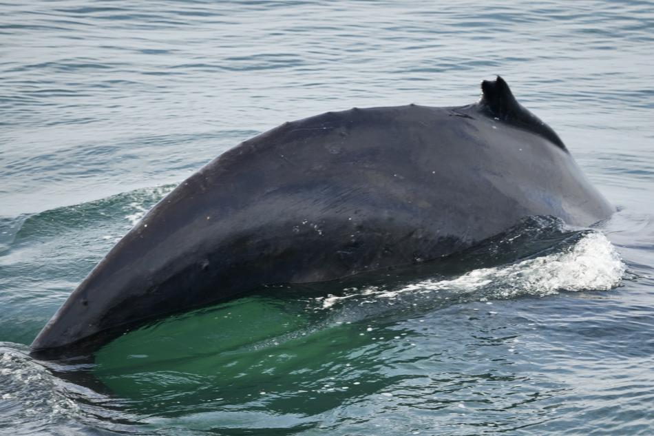 humpback whale "Davy Jones II" surfaces
