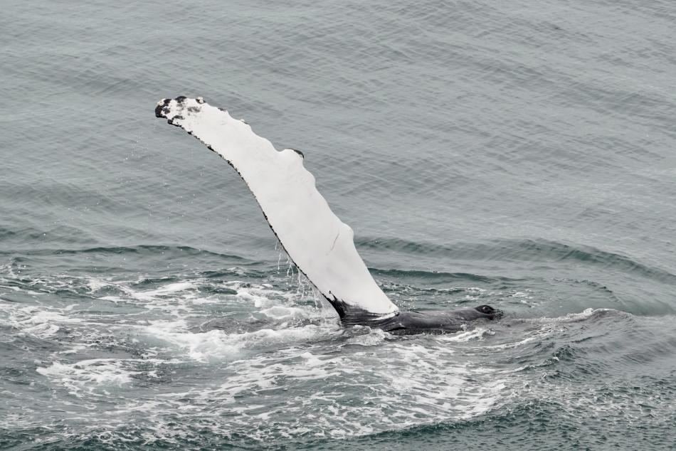 humpback whale pectoral slap