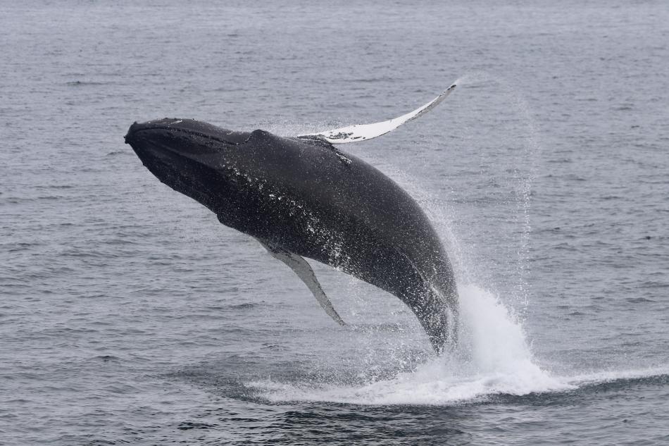 breaching humpback whale up close