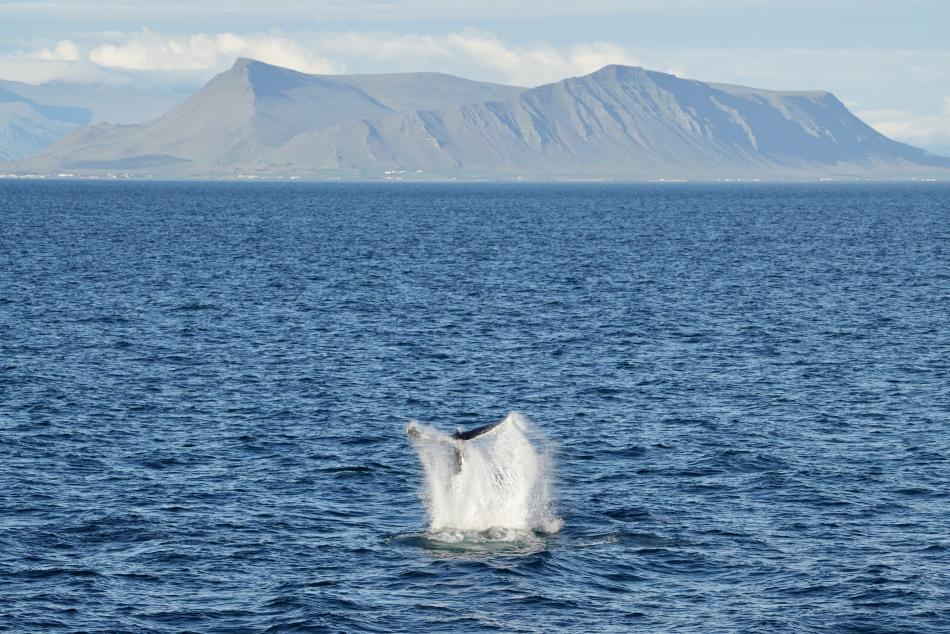 humpback whale fluke slap with good view