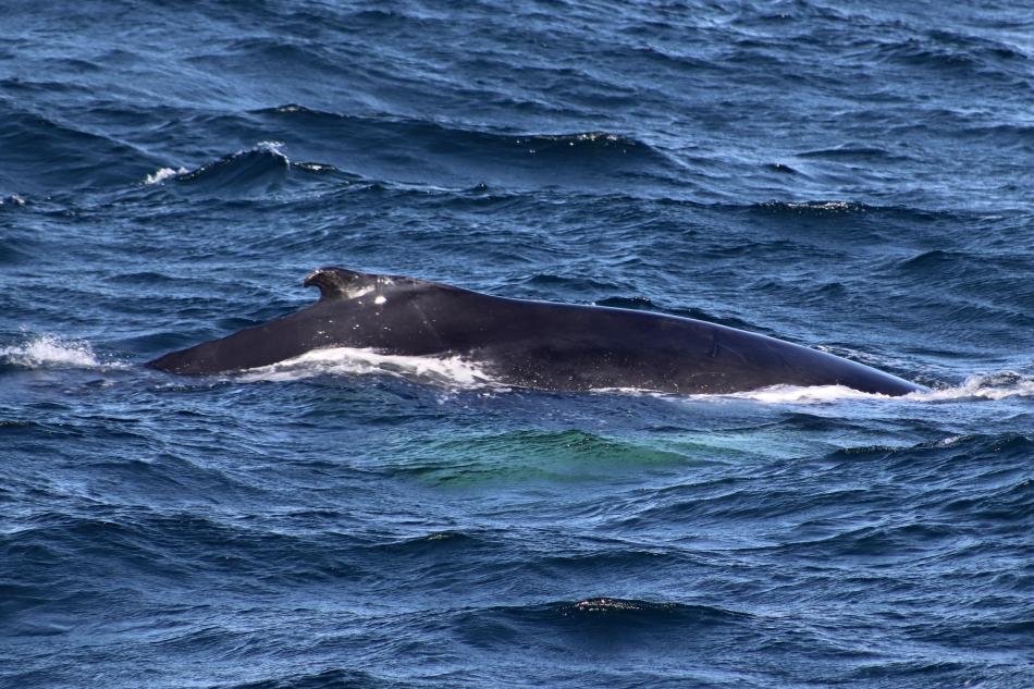 humpback whale dorsal fin