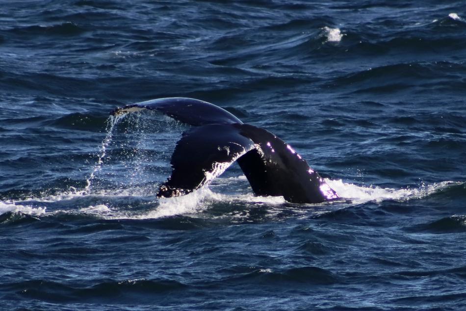humpback whale fluke