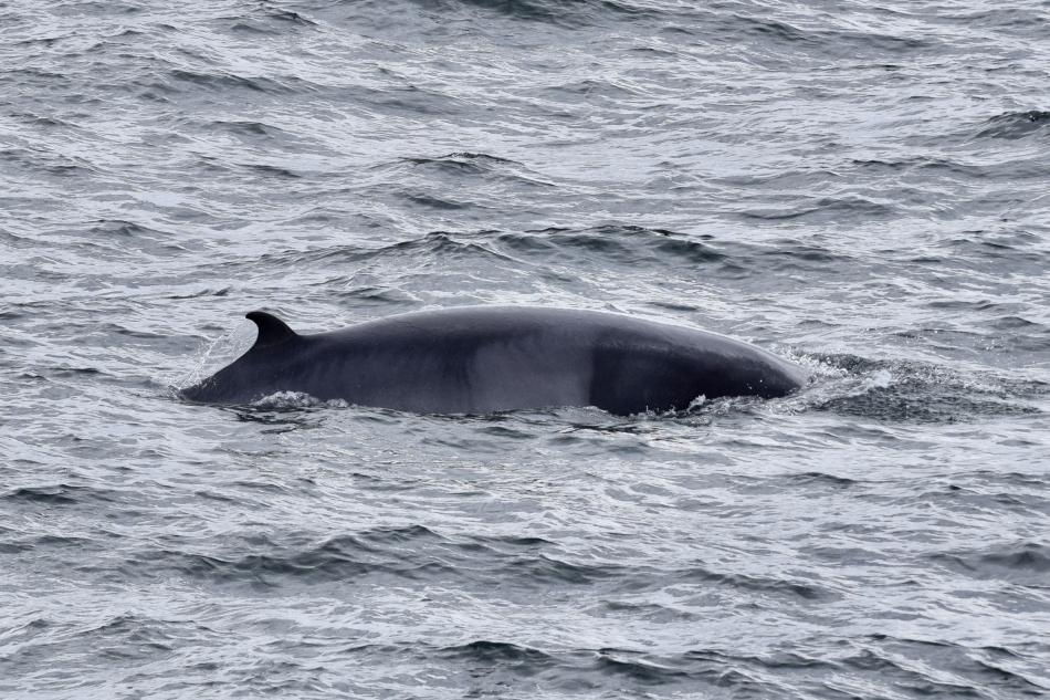 minke whale dorsal fin