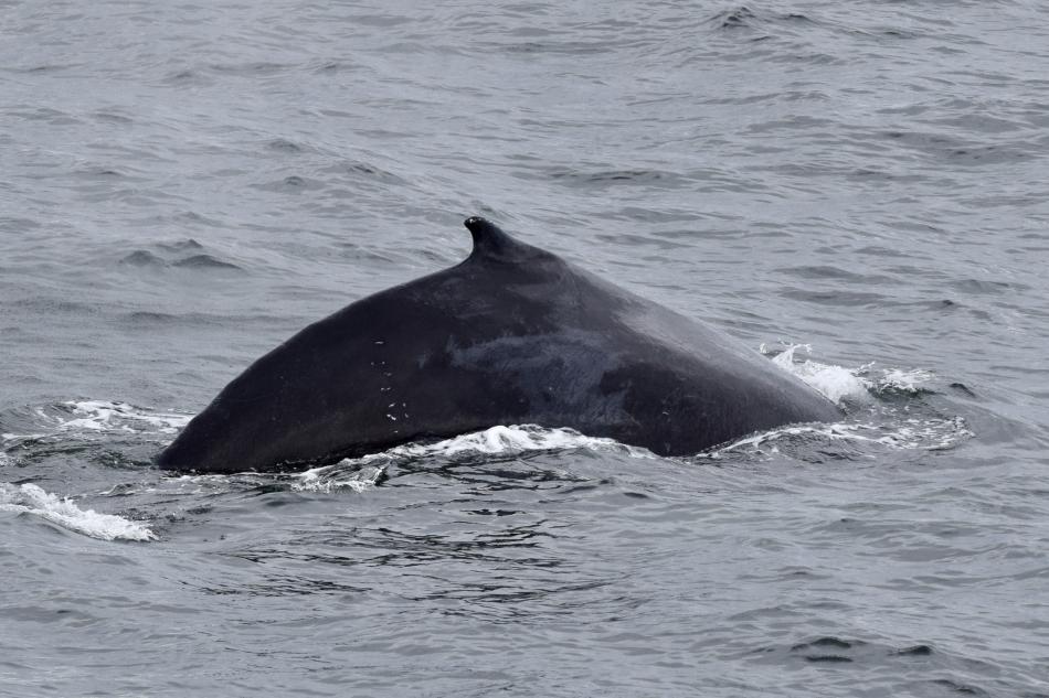 humpback whale dorsal fin