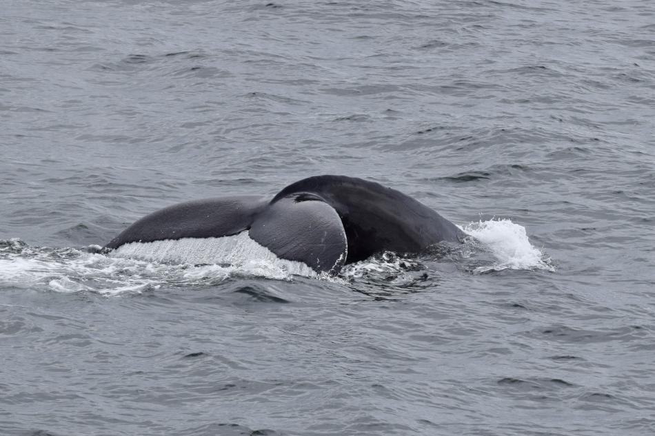 humpback whale fluke
