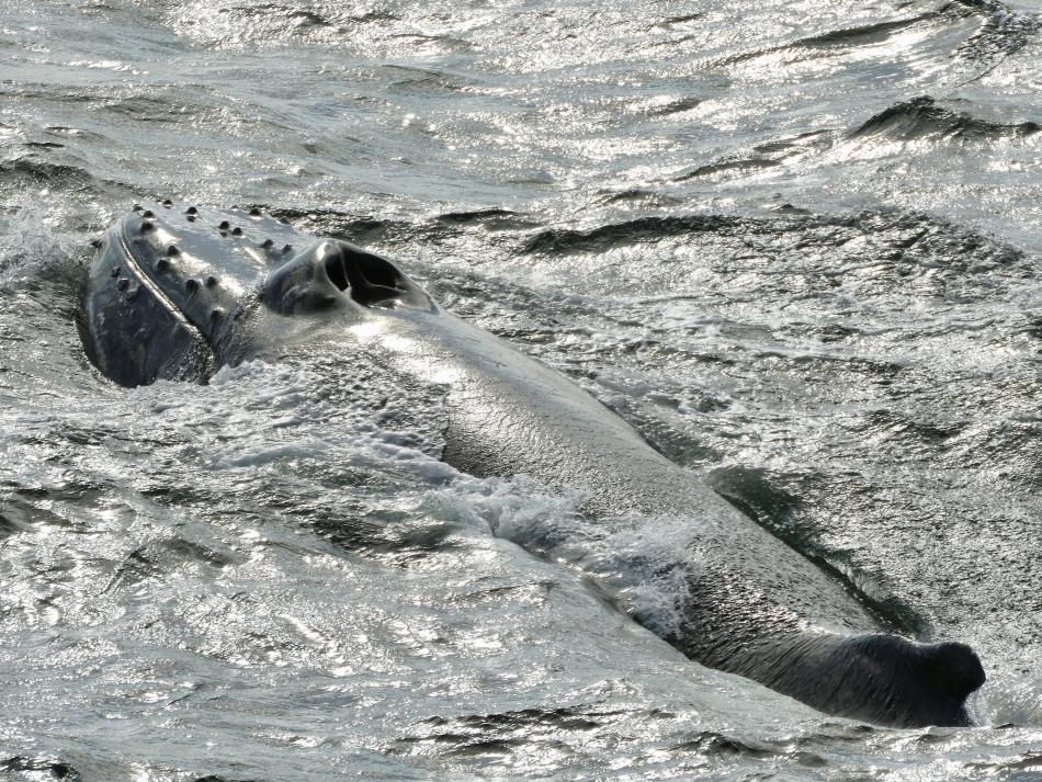 humpback whale seen from the back from mouth to dorsal fin