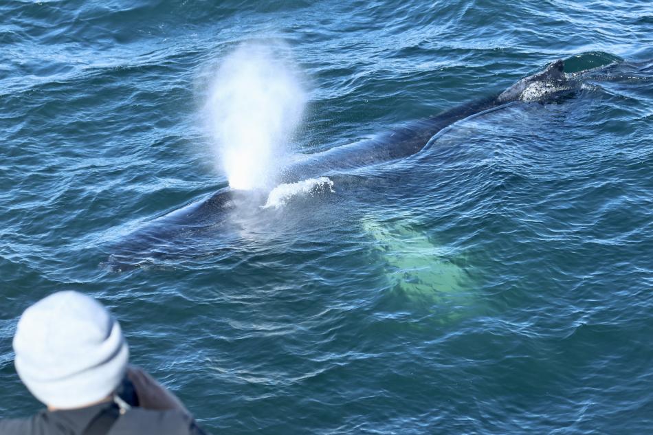 humpback whale surfaces very close to person on a whale watching boat