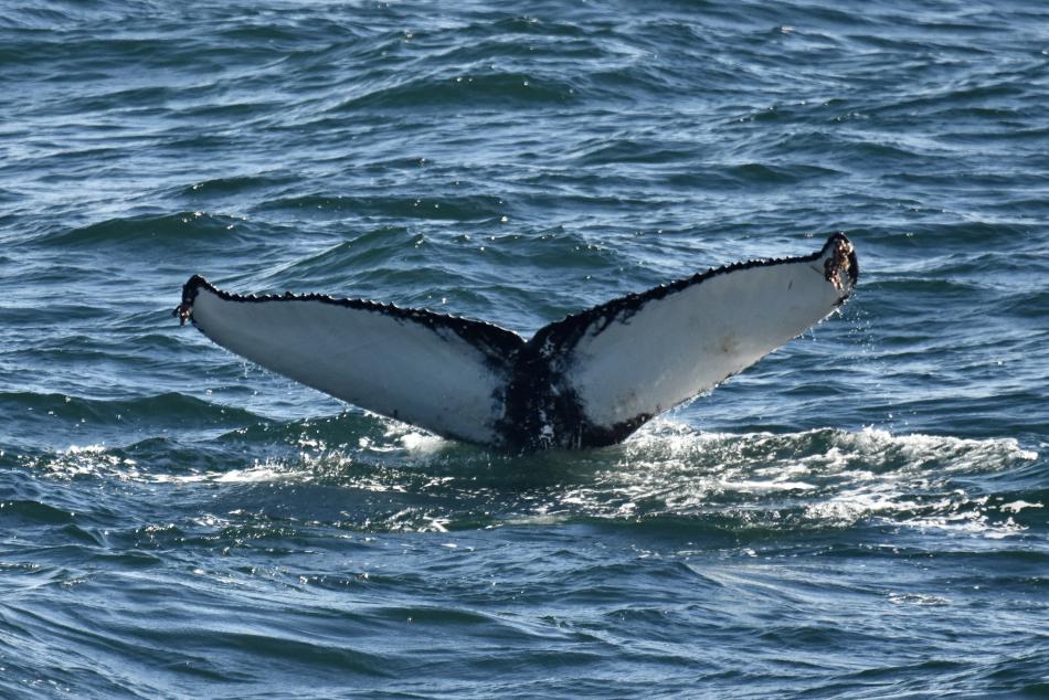 humpback whale fluke
