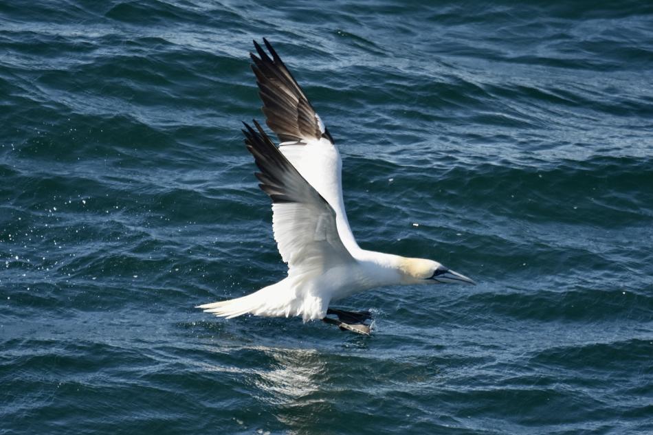 northern gannet lifting from the sea