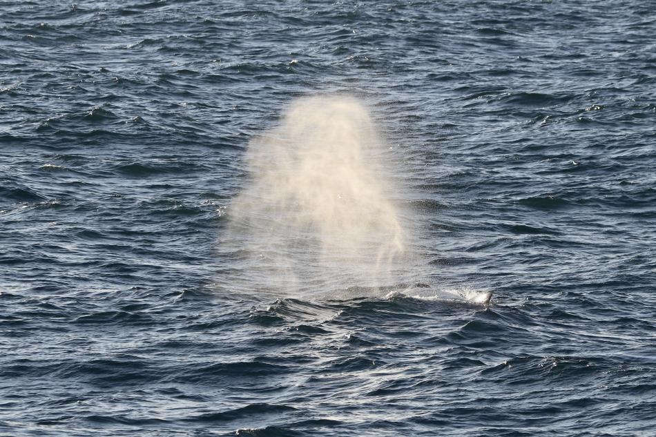humpback whale blow