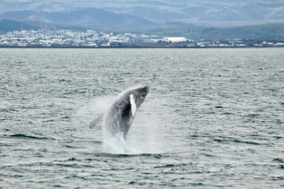 humpback whale breaches