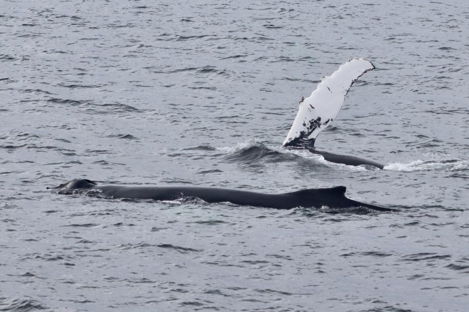 humpback whales surface and one raises pectoral fins in the air