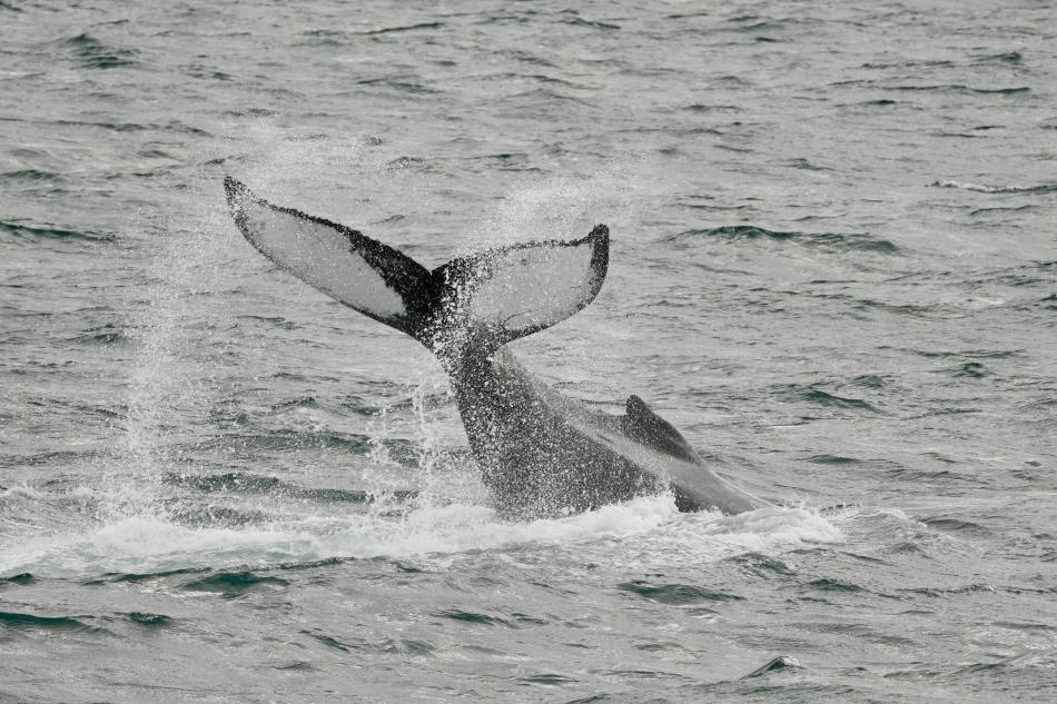humpback whale slaps its tail