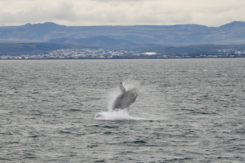 breaching humpback whale with nice landscape in the background