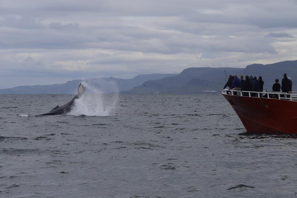 Humpback whale tail slapping in front of Elding the whale watching boat.