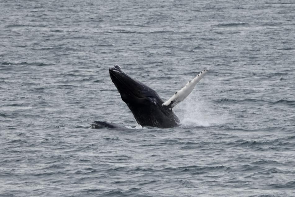 breaching humpback whale
