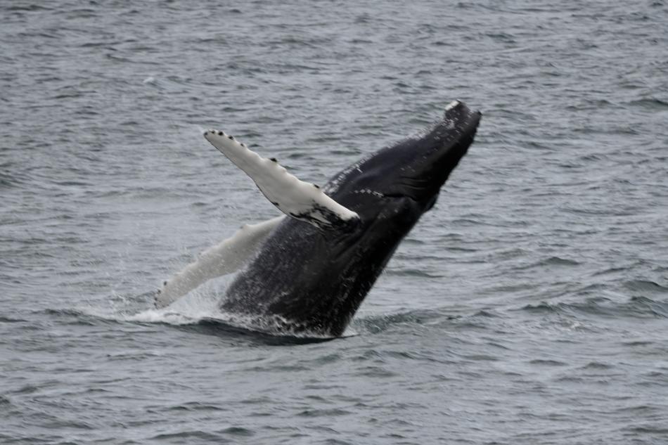 humpback whale breaching