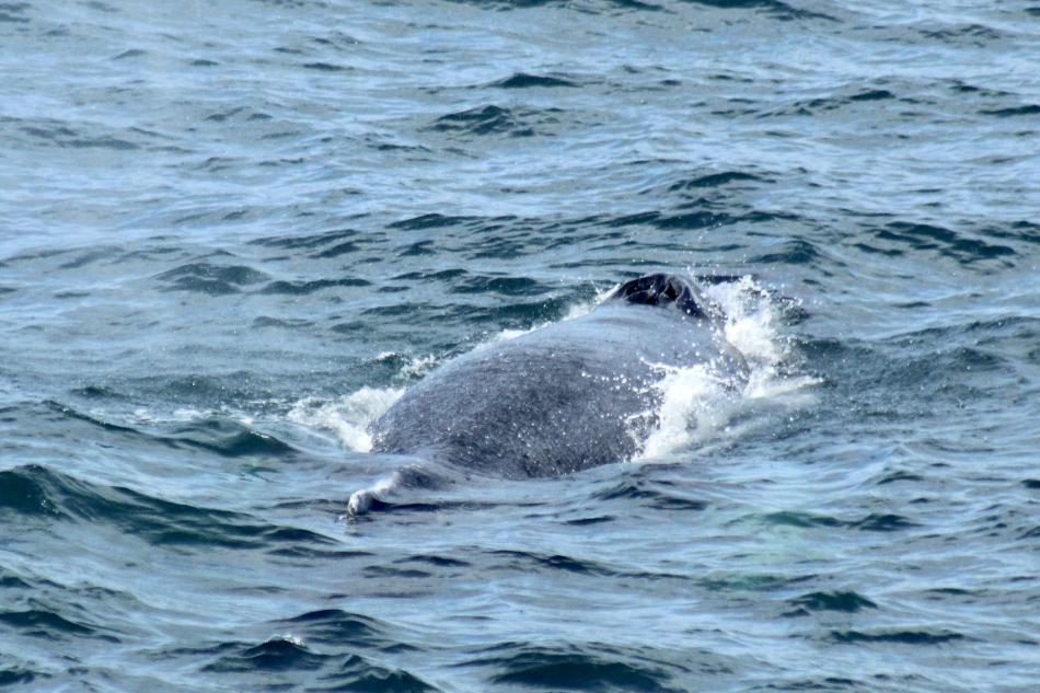 humpback whale