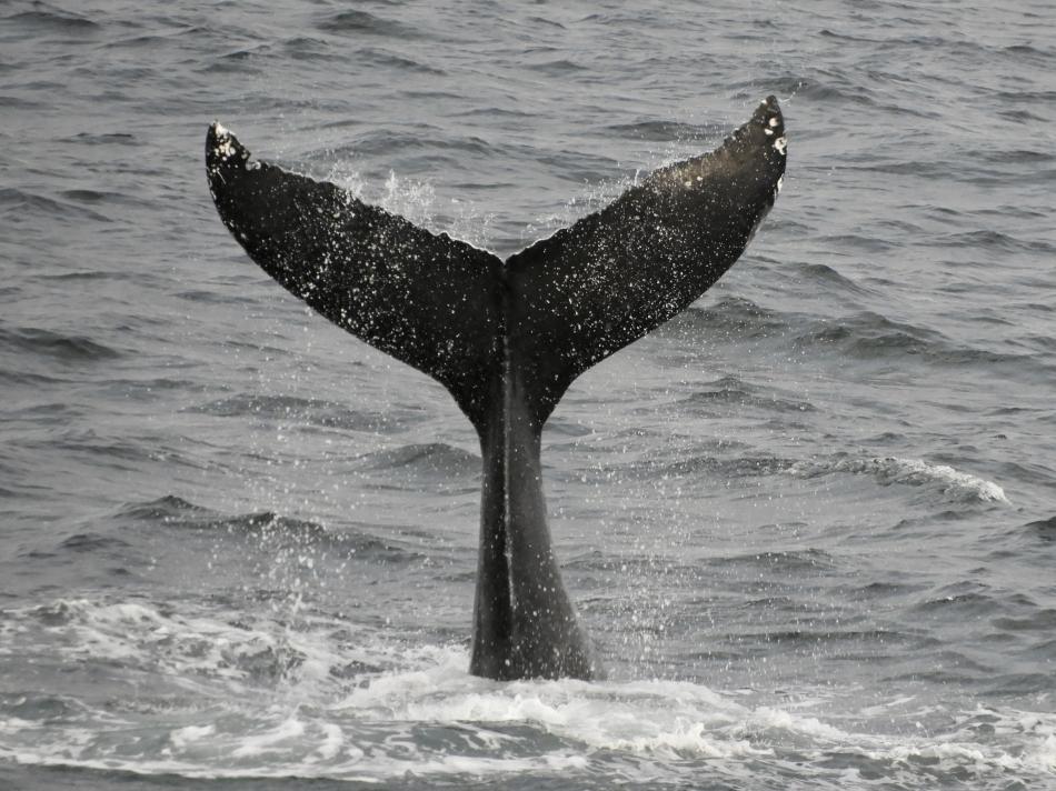 humpback whale fluke high in the air