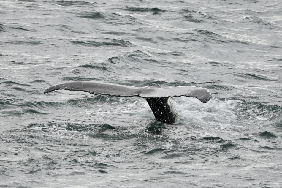 humpback whale fluke