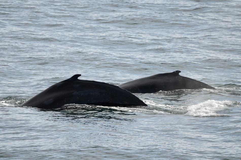 two humpback whales surface together