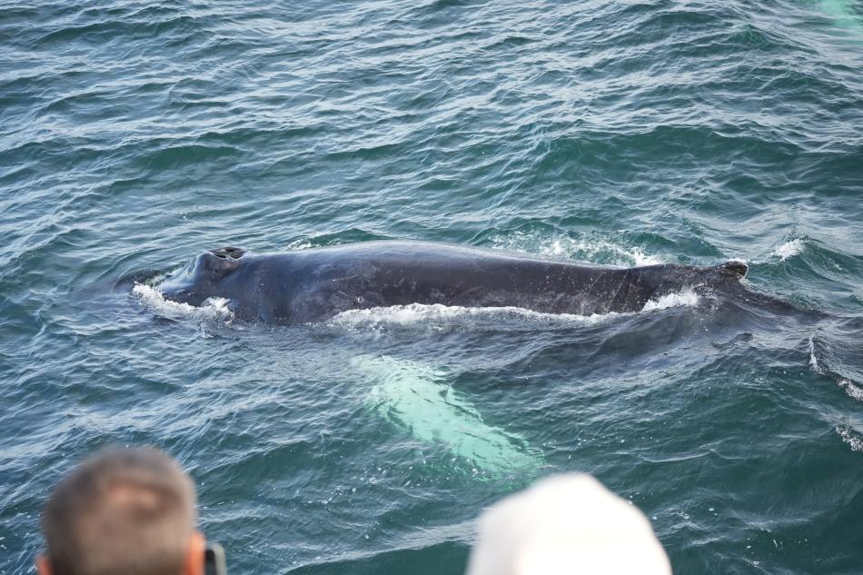humpback whale in front of boat and passengers