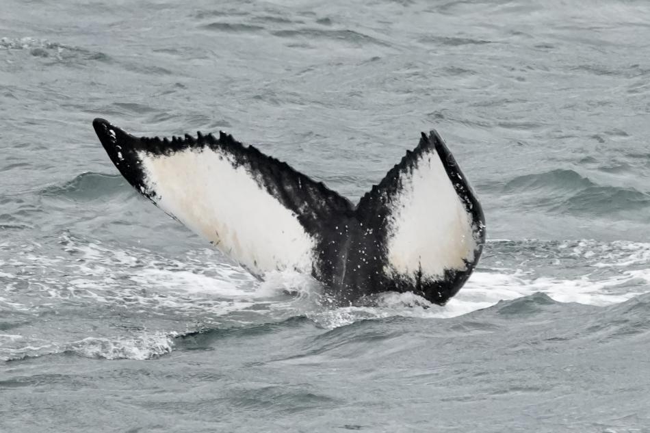 humpback whale fluke