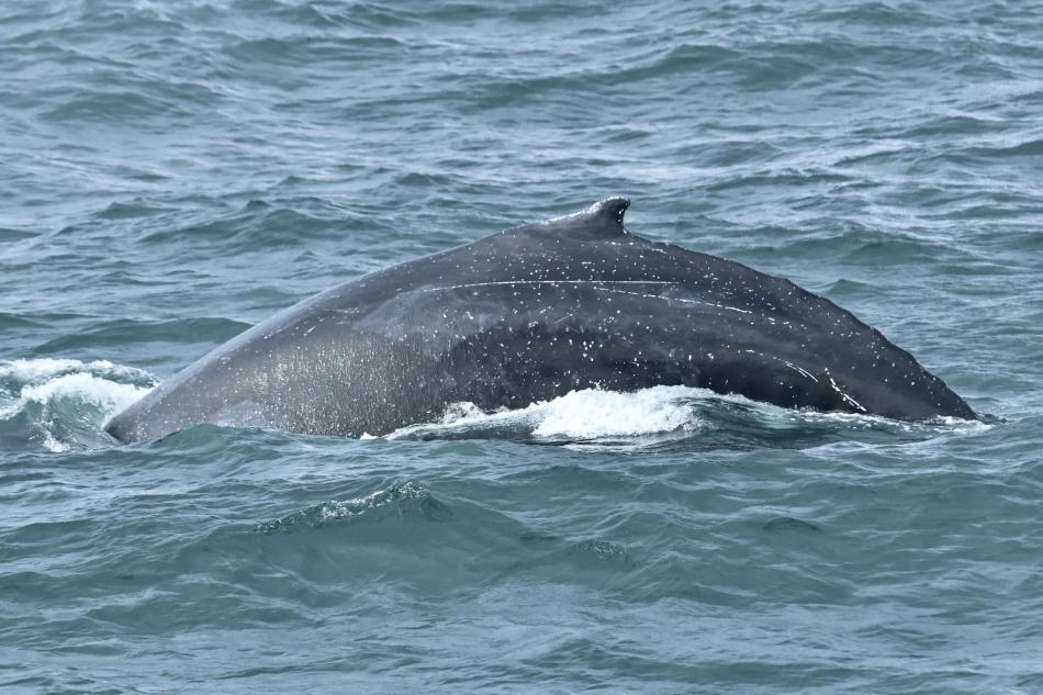 humpback whale dorsal fin