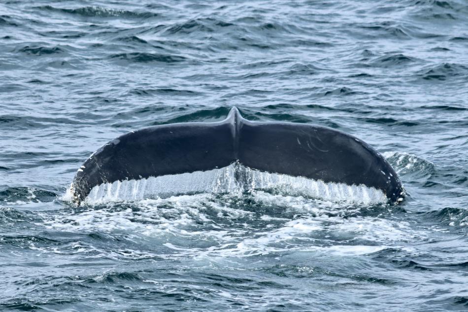 humpback whale fluke