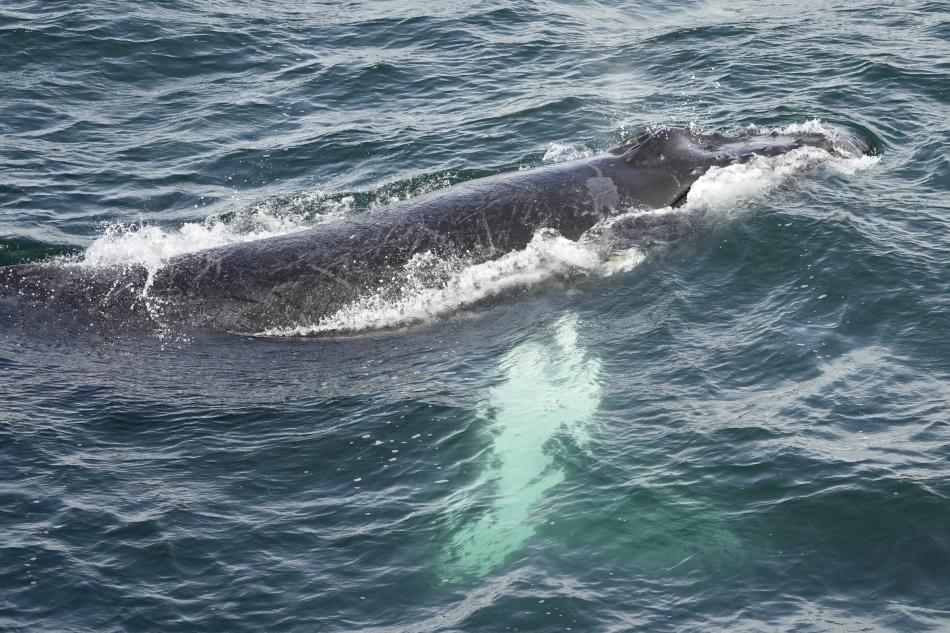 humpback whale under the surface