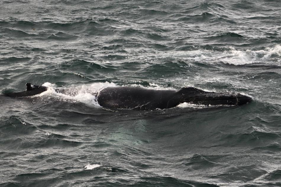 humpback whale under the surface