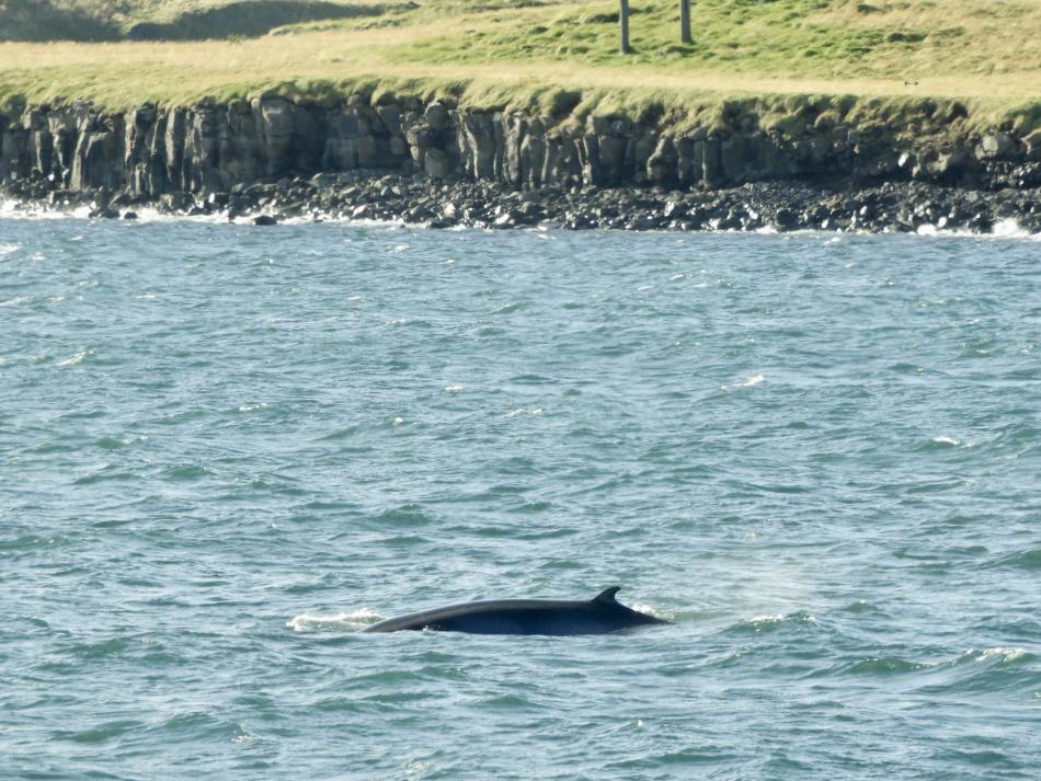 minke whale surfaces