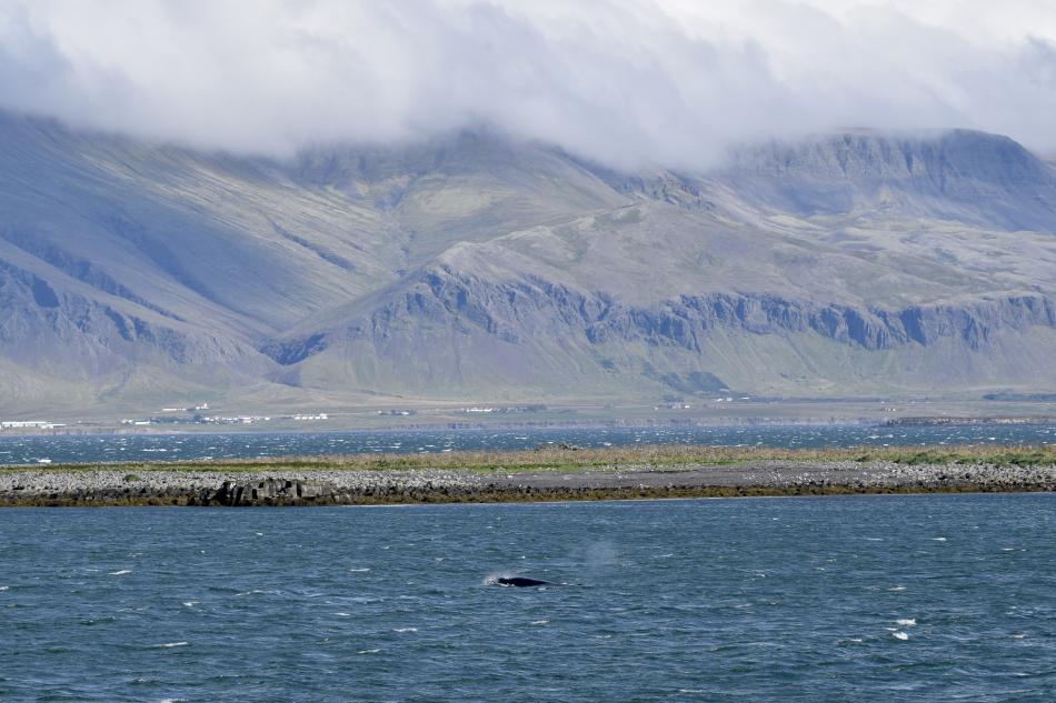 minke whale surfaces in rough weather surrounded by beautiful landscape