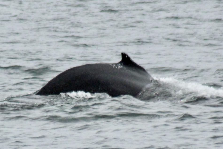 humpback whale dorsal fin