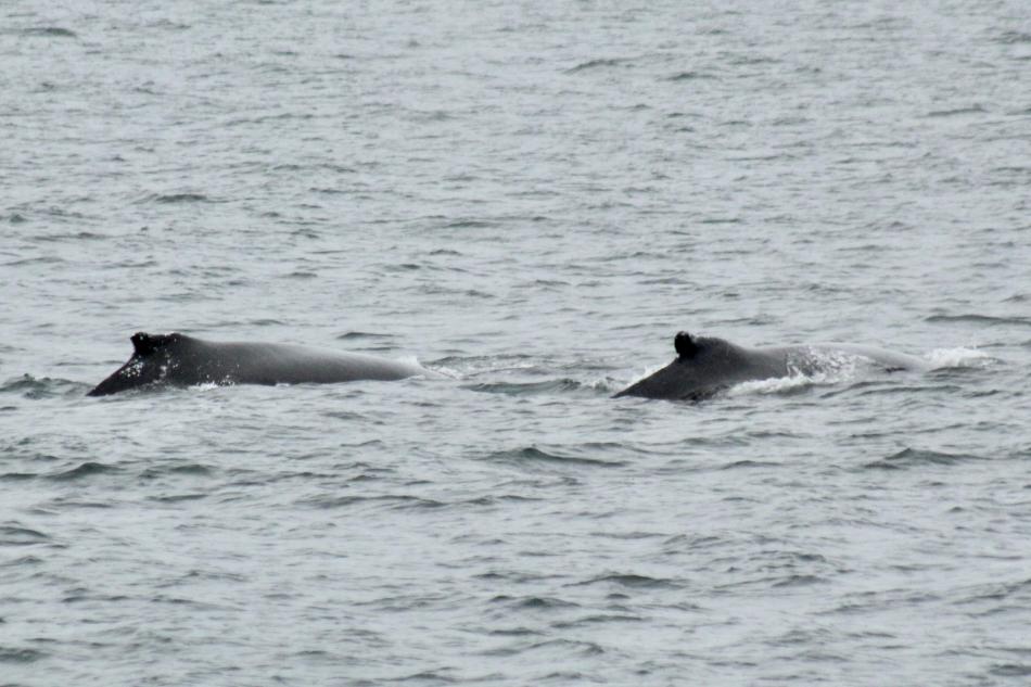 two humpback whales swimming together