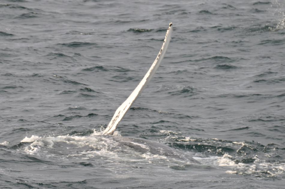 humpback whale pectoral fin