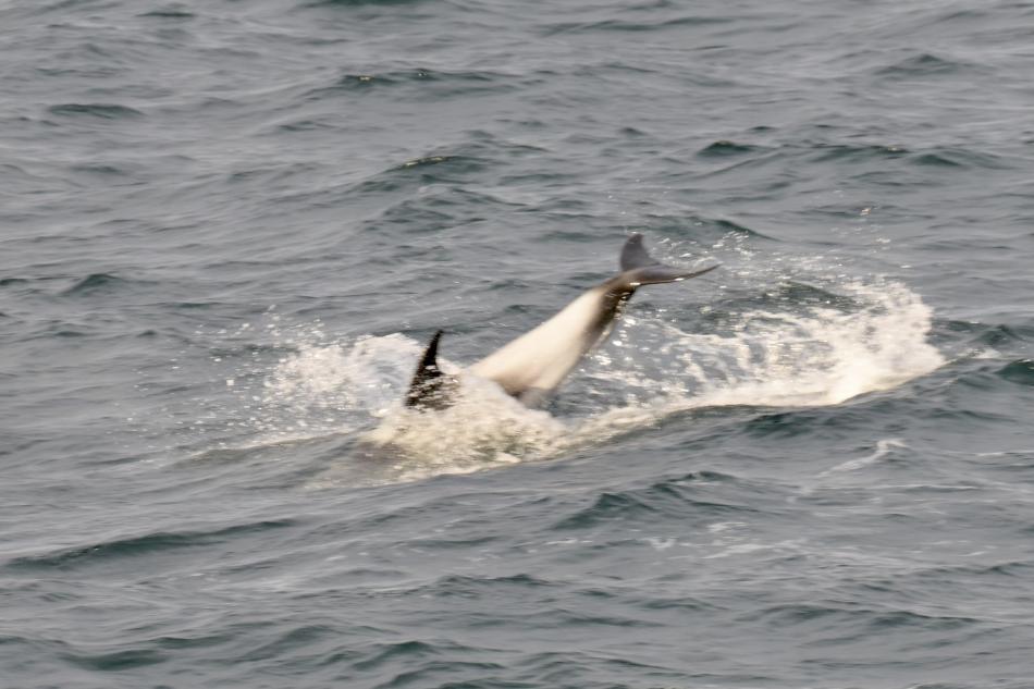 white-beaked dolphins