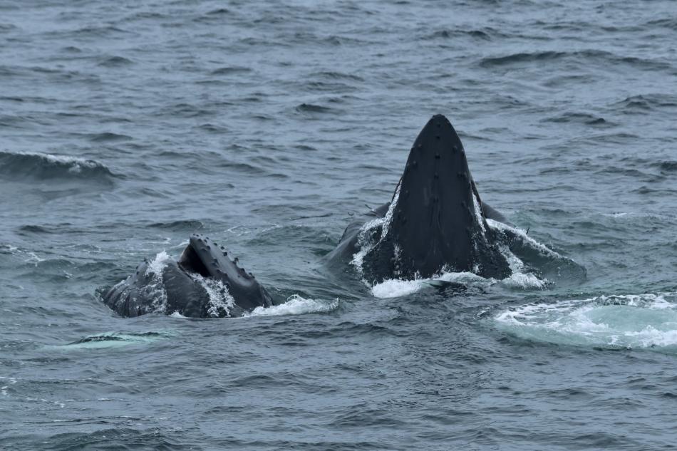 lunge feeding humpback whales