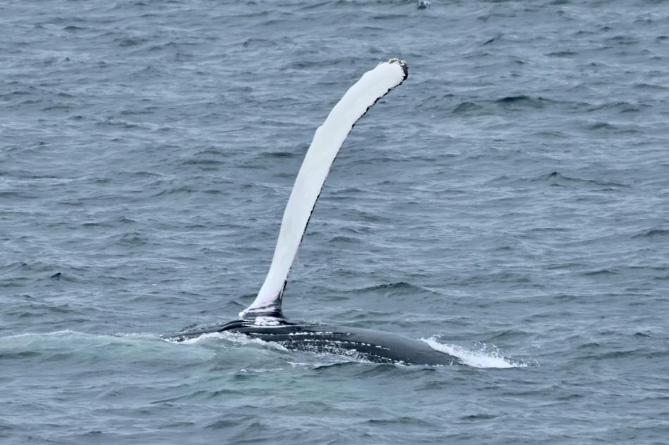 humpback whale pectoral fin