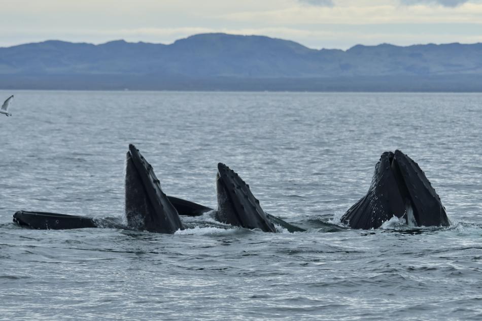 three humpback whales lunge feed together