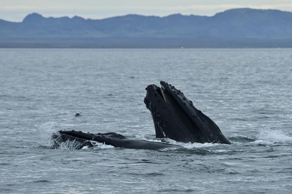 humpback whale lunge feeds
