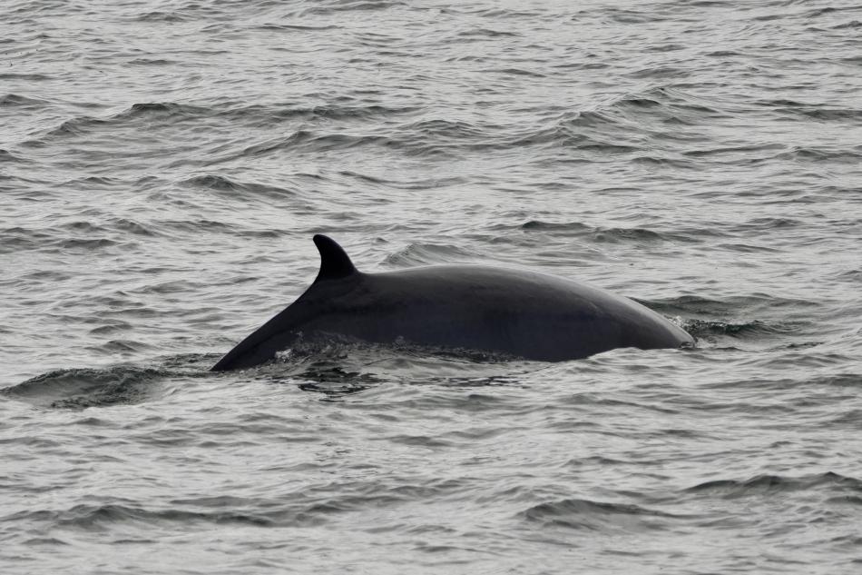 minke whale dorsal fin