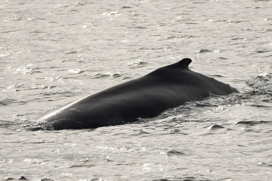 humpback whale dorsal fin