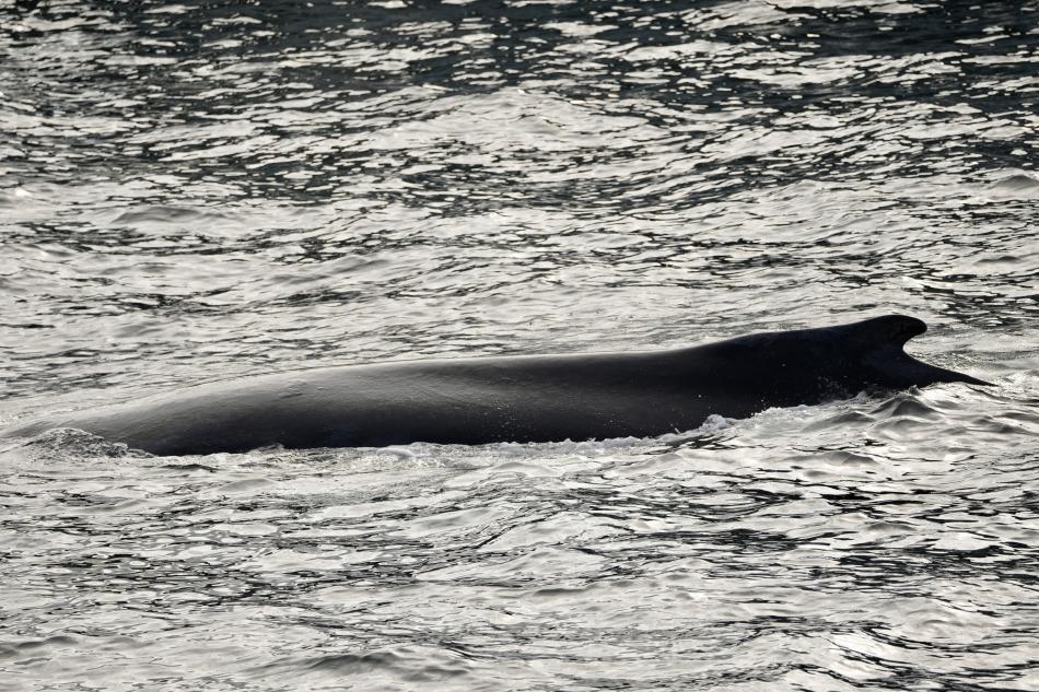 humpback whale dorsal fin