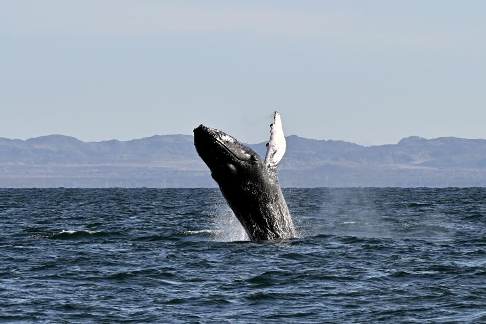 humpback whale breaches high in the air
