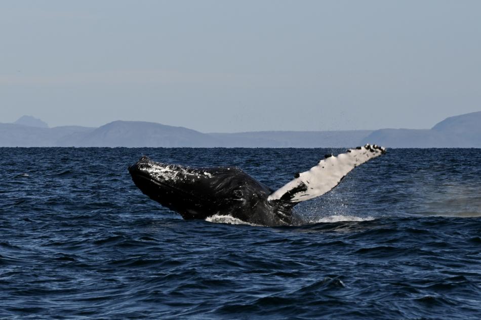 breaching humpback whale