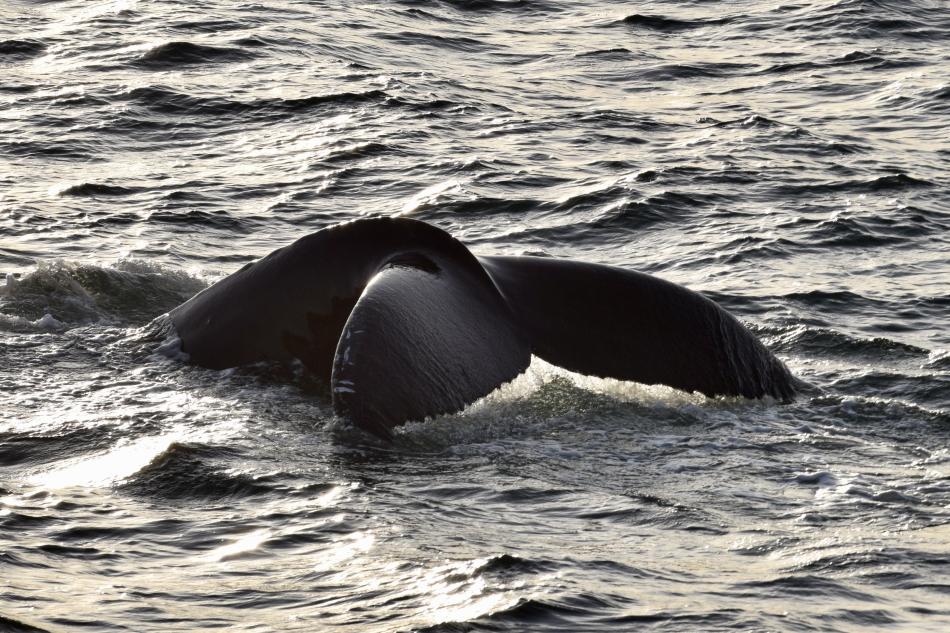 humpback whale fluke