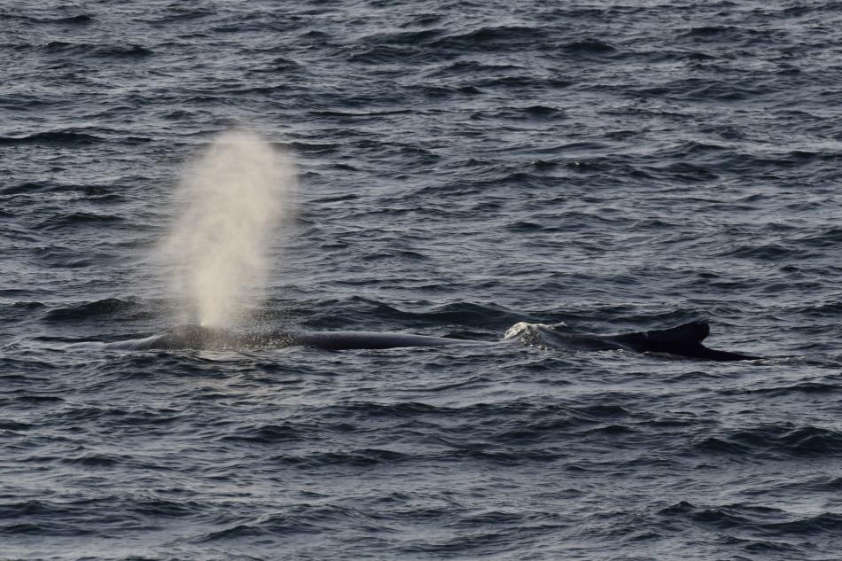 humpback whale surfaces