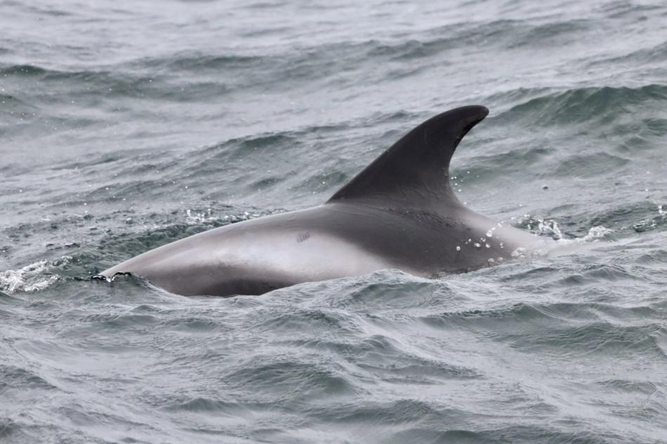 white-beaked dolphin